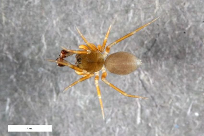 Panamomops_mengei-2.jpg