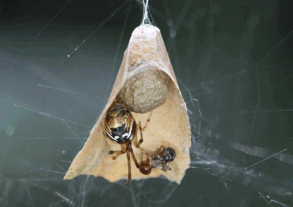 Parasteatoda_lunata-2.jpg