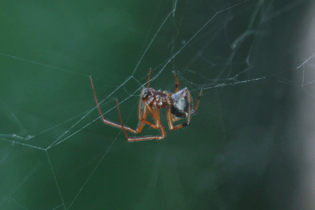 Parasteatoda_lunata-3.jpg