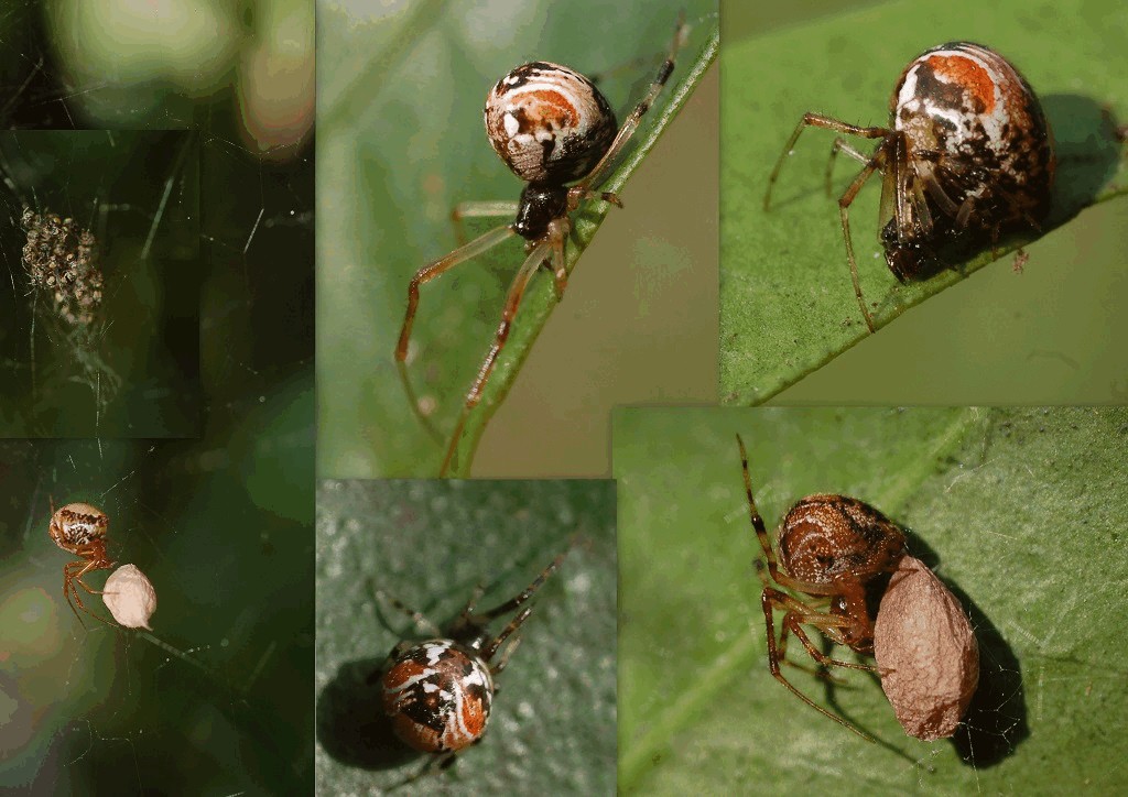 Parasteatoda_lunata-5.jpg