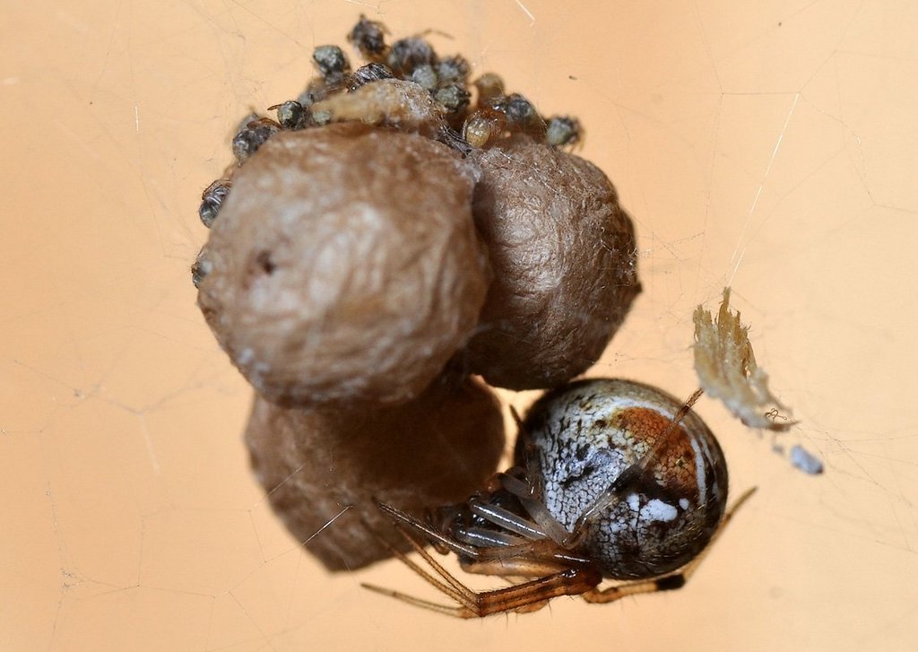 Parasteatoda_lunata-6.jpg