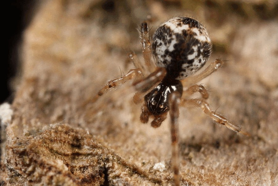 Parasteatoda_simulans-1.jpg