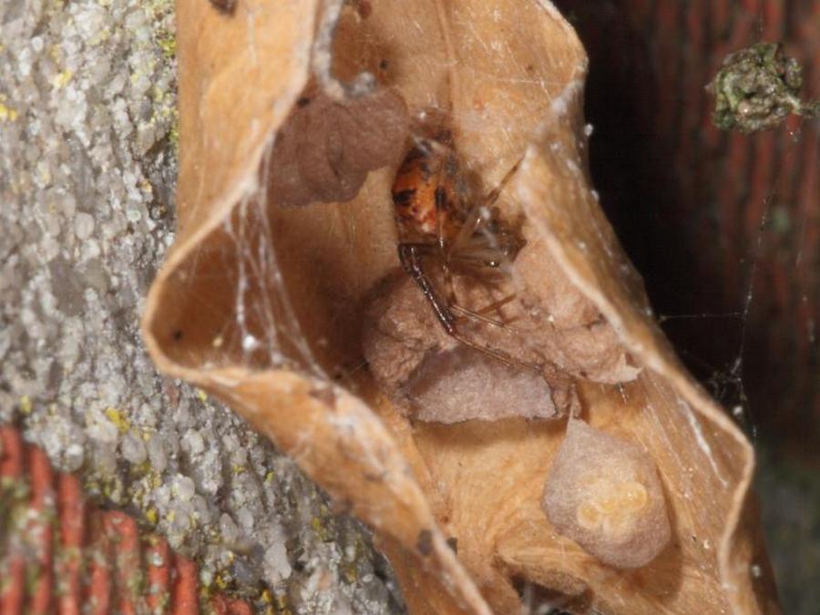 Parasteatoda_simulans-2.jpg