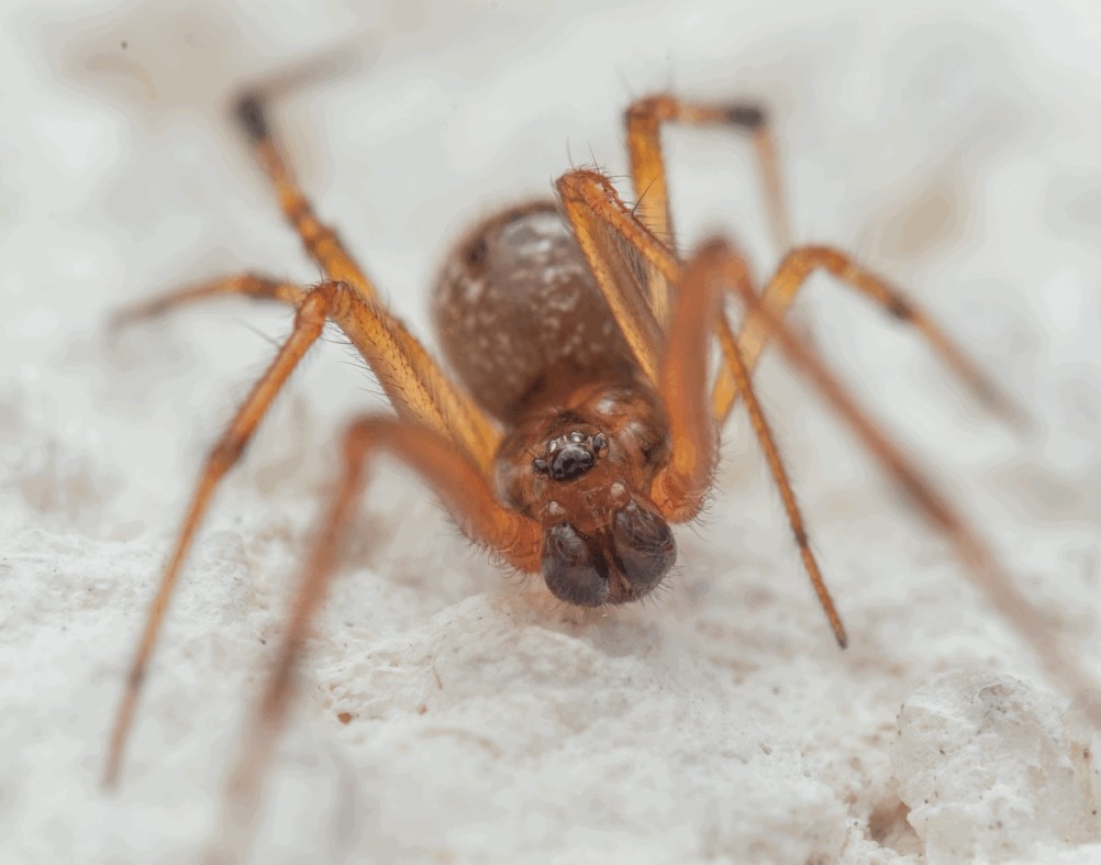 Parasteatoda_simulans-3.jpg