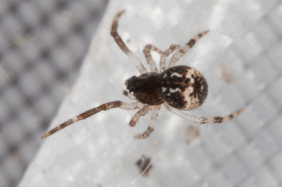 Parasteatoda_simulans-4.jpg