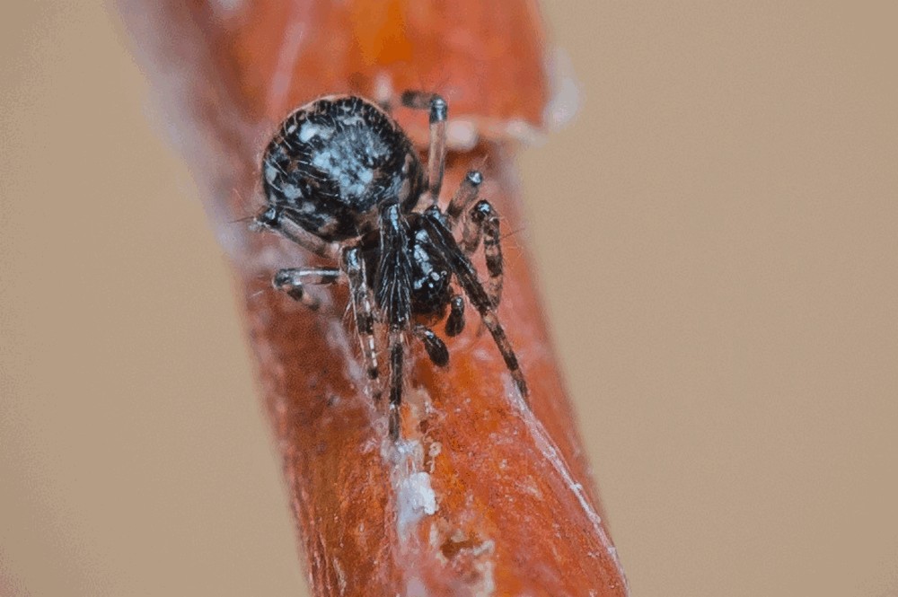 Parasteatoda_tabulata-1.jpg