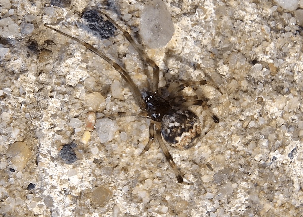 Parasteatoda_tabulata-2.jpg