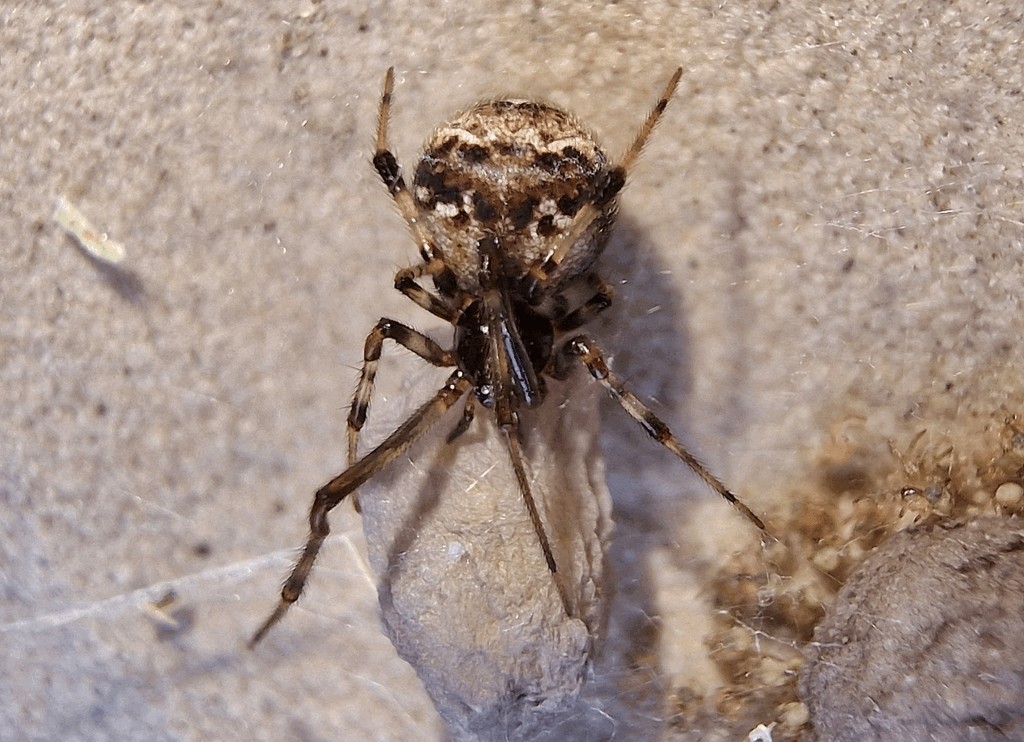 Parasteatoda_tabulata-3.jpg