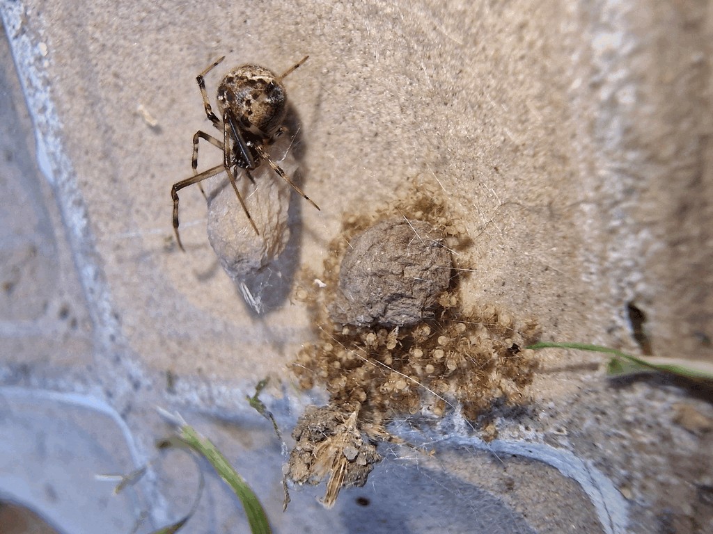 Parasteatoda_tabulata-4.jpg