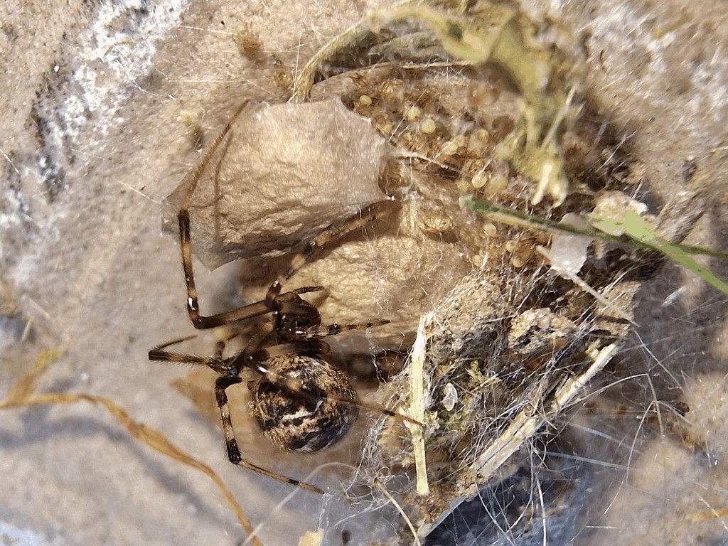 Parasteatoda_tabulata-5.jpg