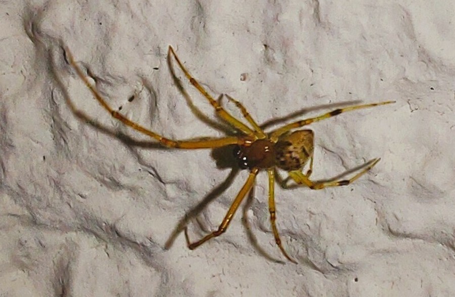Parasteatoda_tabulata-6.jpg