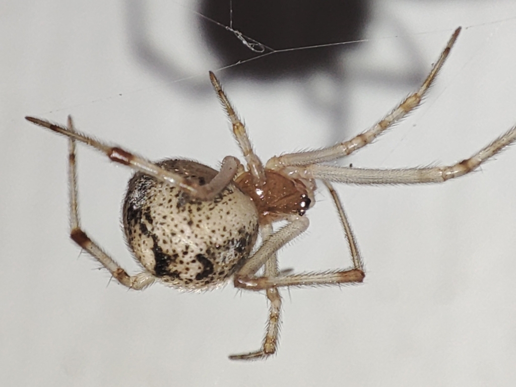 Parasteatoda_tepidariorum-1.jpeg