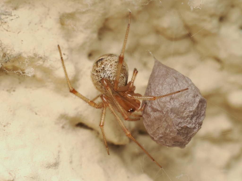 Parasteatoda_tepidariorum-3.jpeg