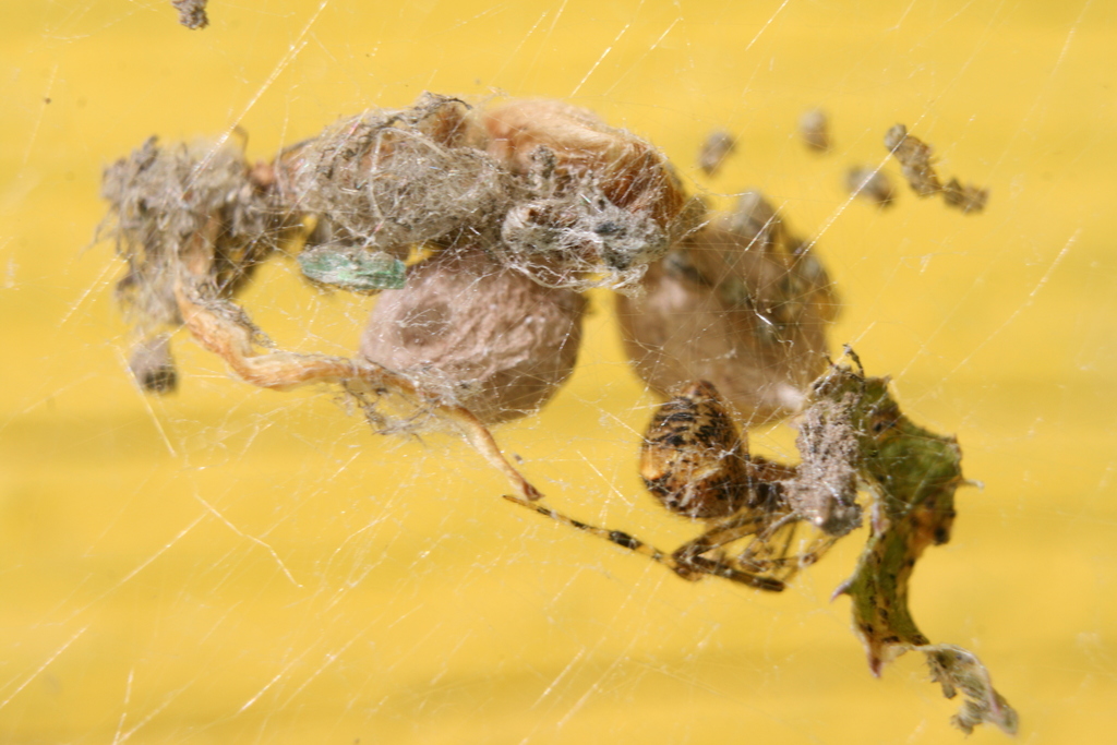 Parasteatoda_tepidariorum-4.jpeg