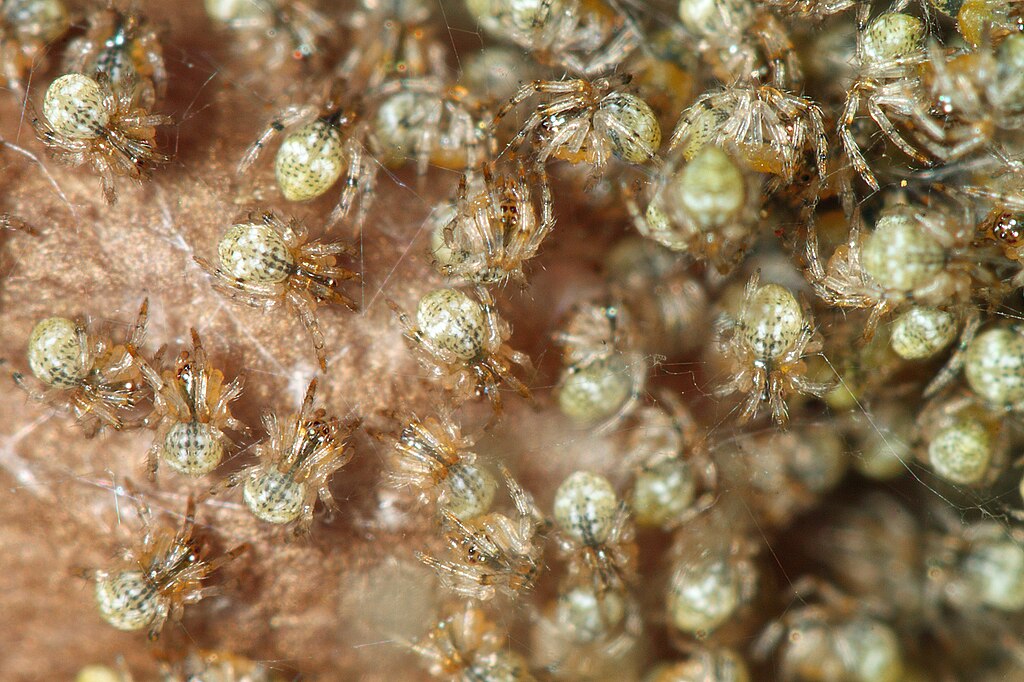 Parasteatoda_tepidariorum-5.jpg