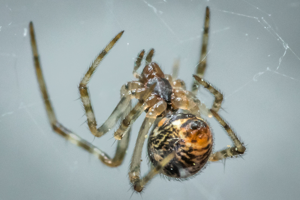 Parasteatoda_tepidariorum-6.jpg