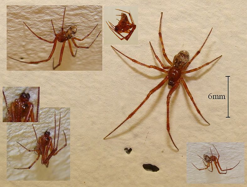 Parasteatoda_tepidariorum-7.jpg