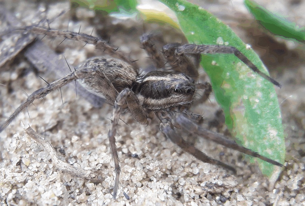 Pardosa_agrestis-1.jpg