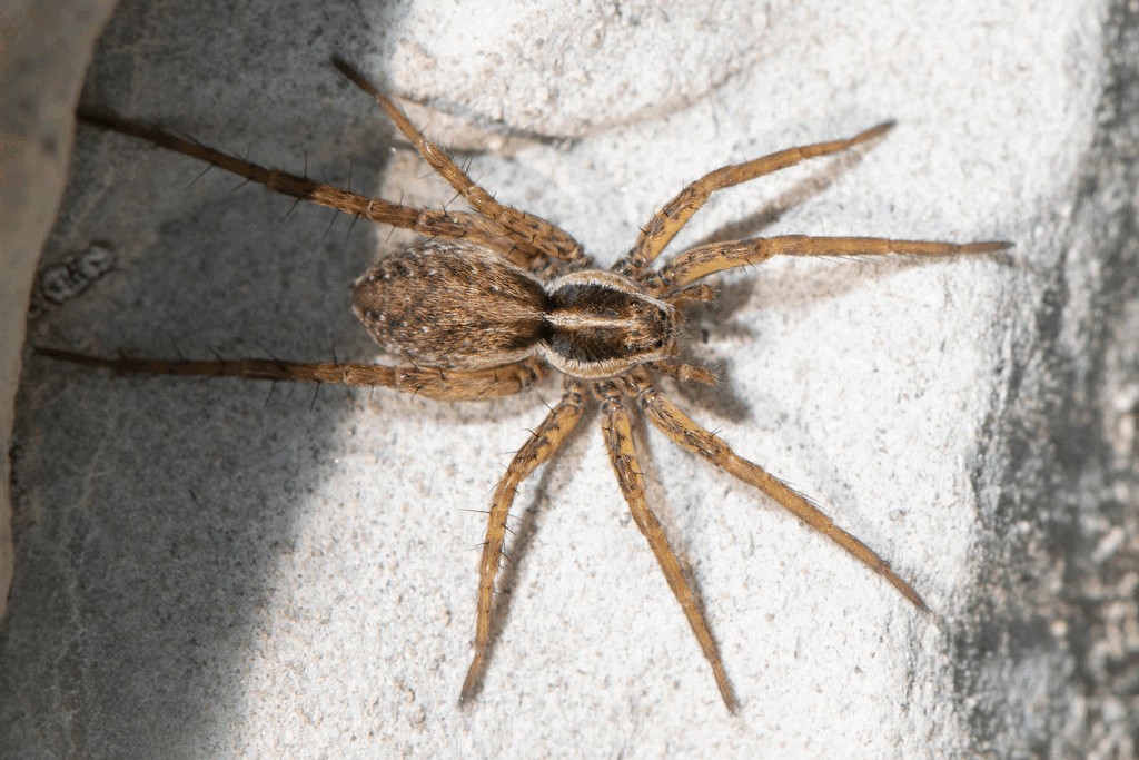 Pardosa_agrestis-2.jpg