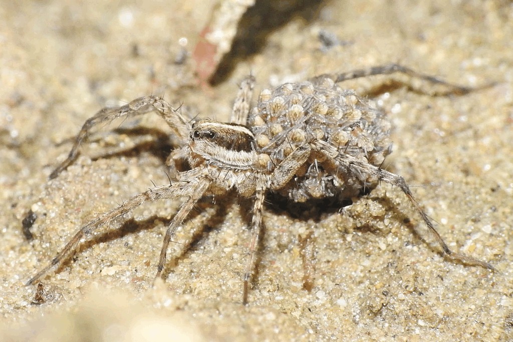 Pardosa_agrestis-5.jpg