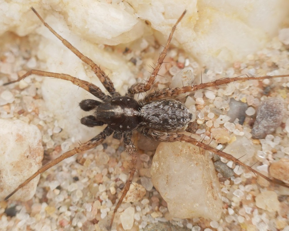 Pardosa_agricola-1.jpg