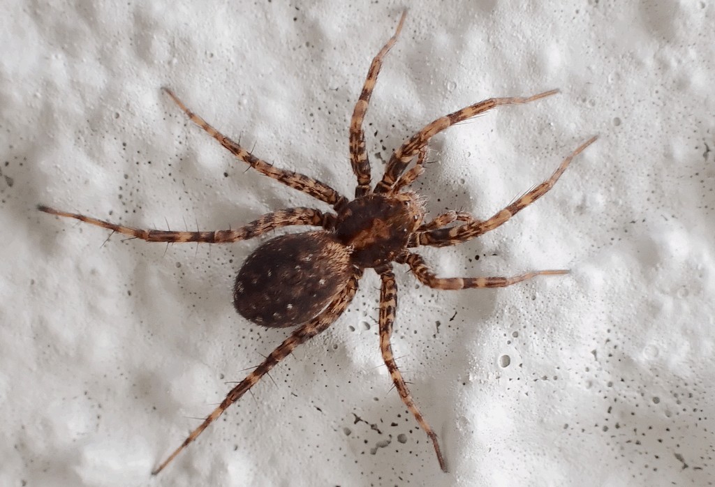 Pardosa_agricola-2.jpg