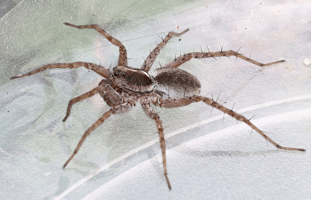 Pardosa_agricola-3.jpg