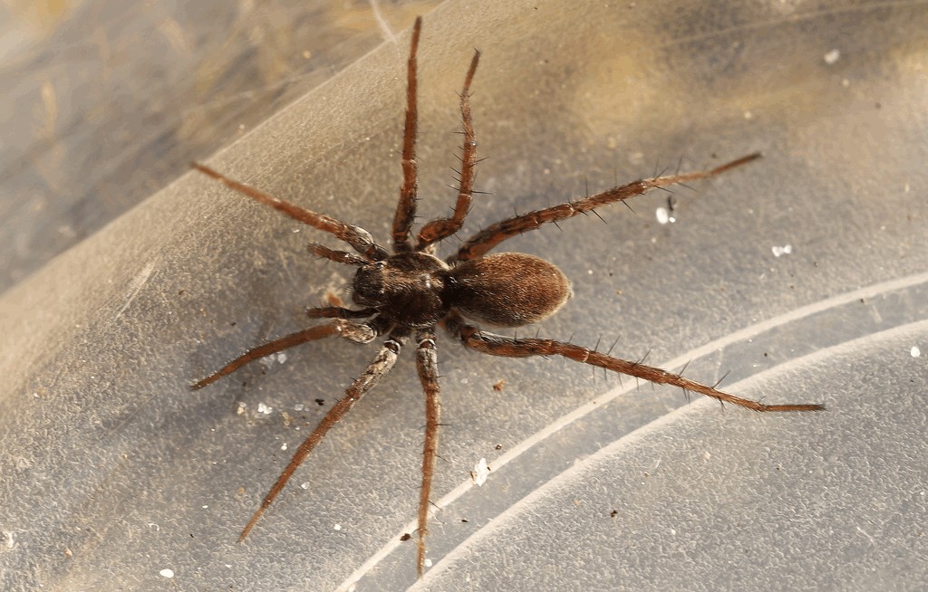 Pardosa_agricola-4.jpg
