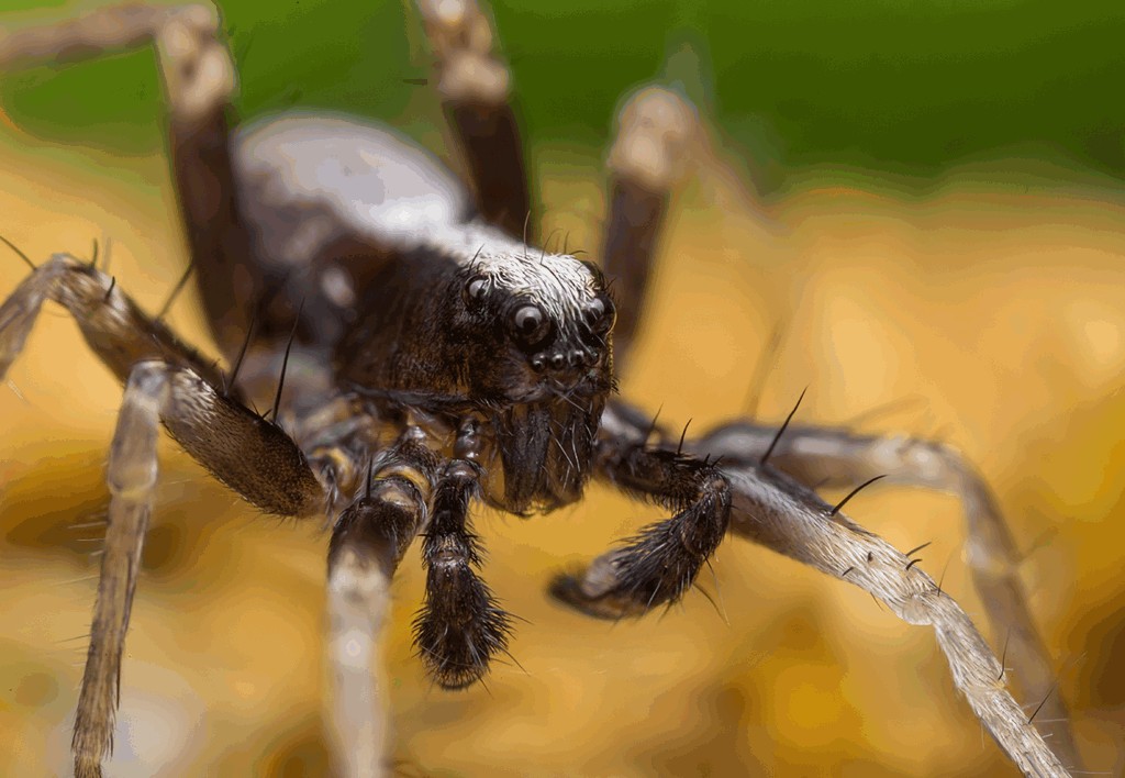 Pardosa_alacris-1.jpg
