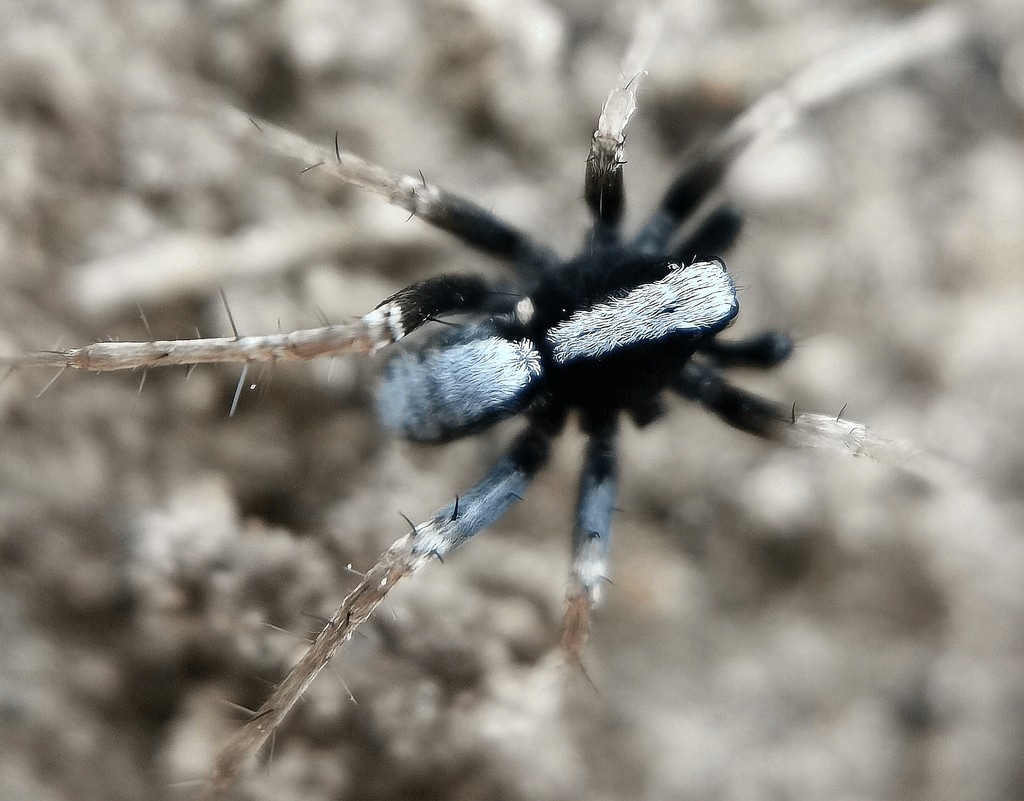 Pardosa_alacris-2.jpg