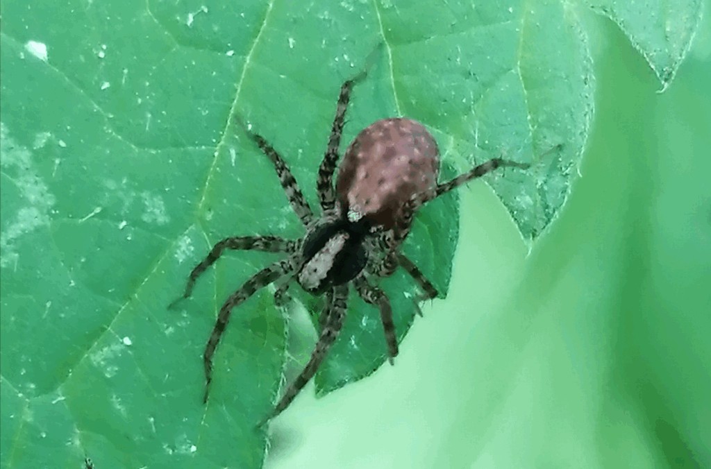 Pardosa_alacris-3.jpg