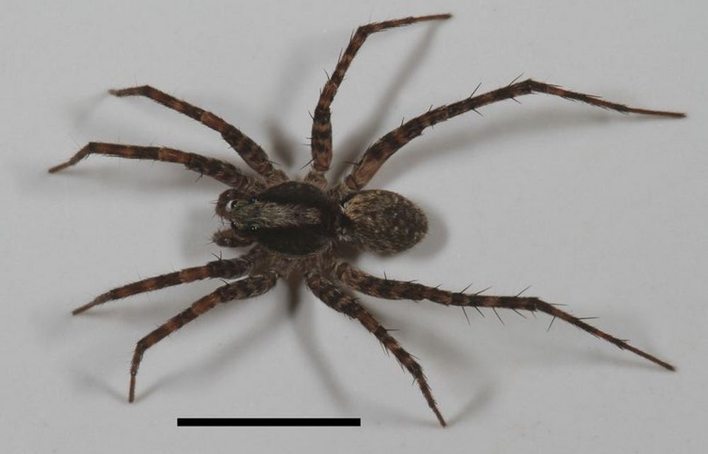 Pardosa_alacris-4.jpg