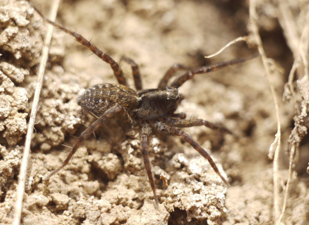 Pardosa_amentata-1.jpg
