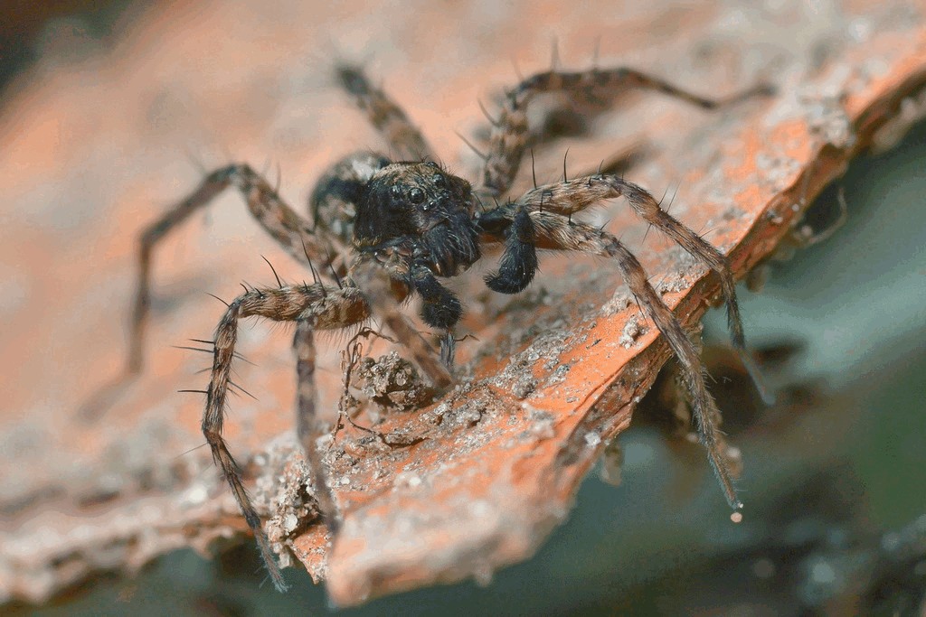 Pardosa_amentata-2.jpg