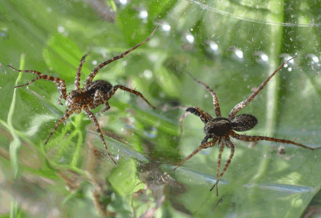 Pardosa_amentata-4.jpg