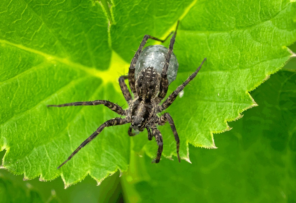 Pardosa_amentata-5.jpg