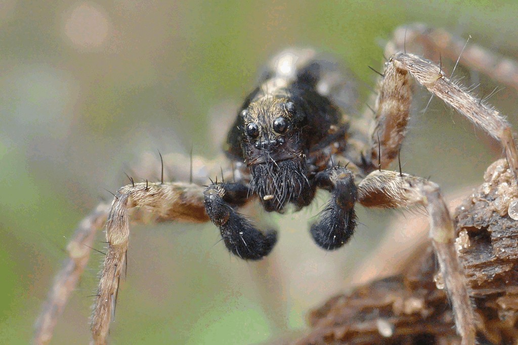 Pardosa_amentata-6.jpg