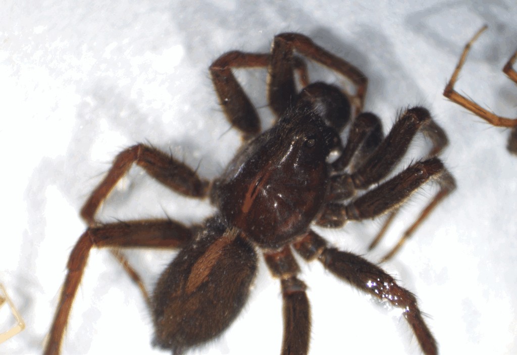 Pardosa_atrata-2.jpg