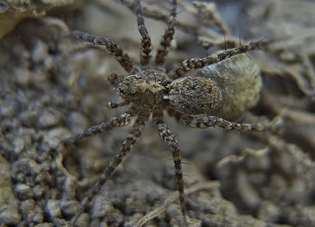 Pardosa_hortensis-1.jpg