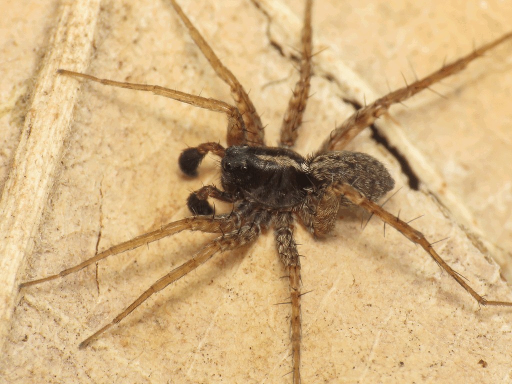 Pardosa_hortensis-2.jpg