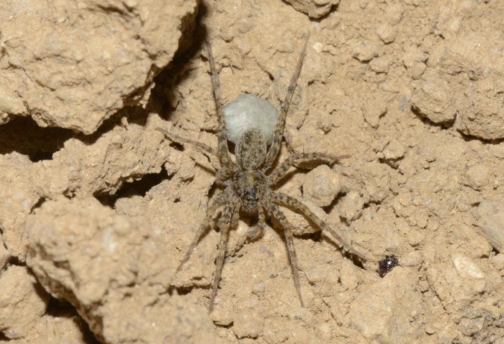 Pardosa_hortensis-4.jpeg