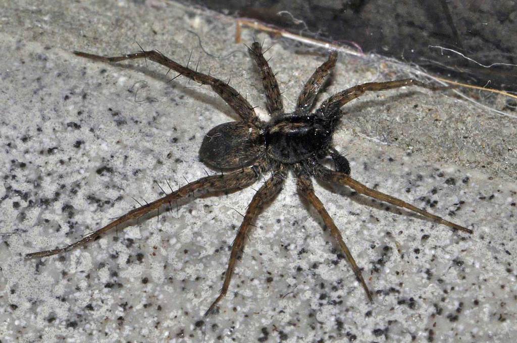 Pardosa_hortensis-5.jpg