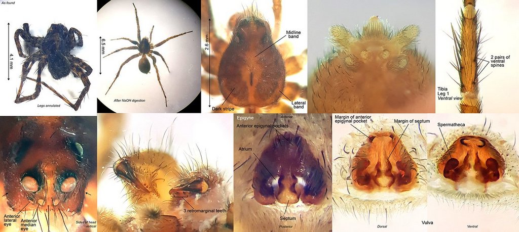 Pardosa_hortensis-6.jpg