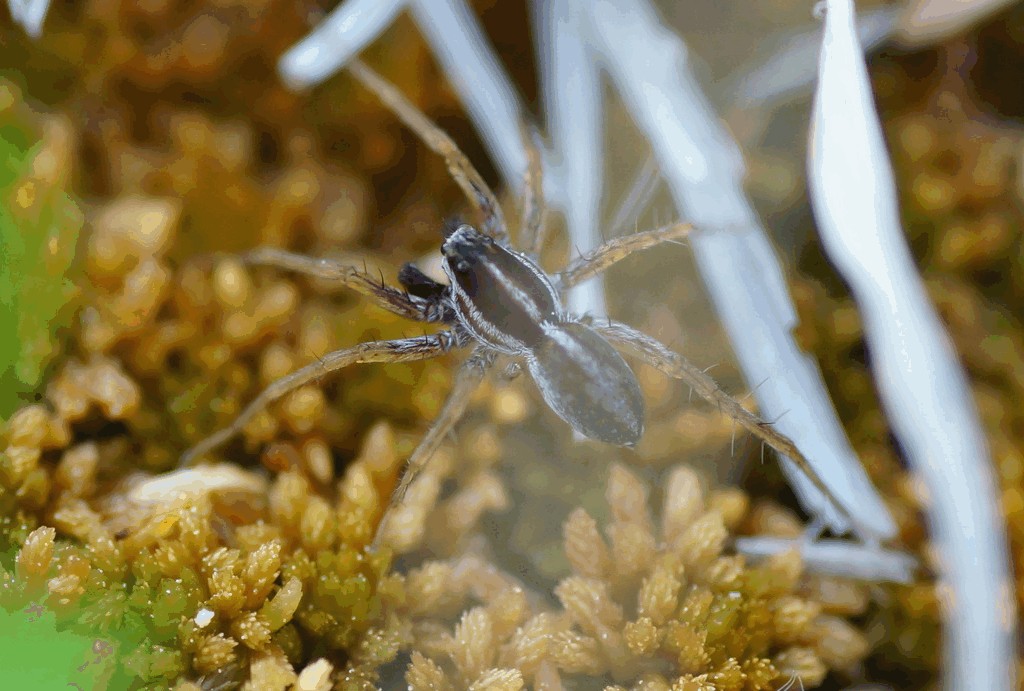 Pardosa_hyperborea-1.jpg