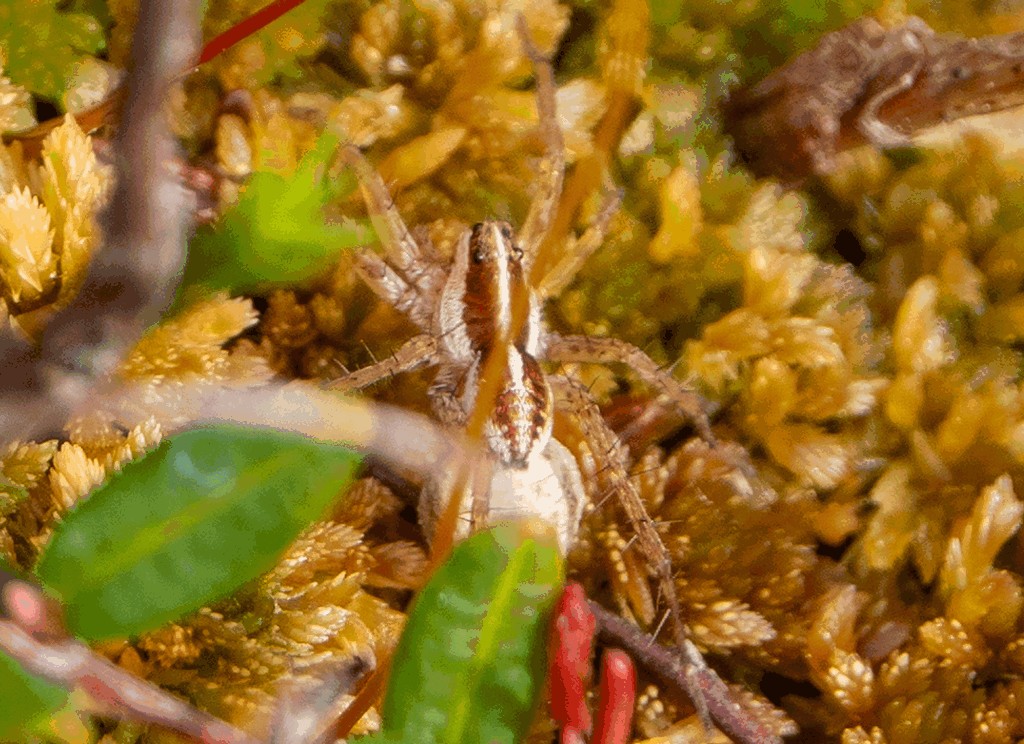 Pardosa_hyperborea-2.jpg