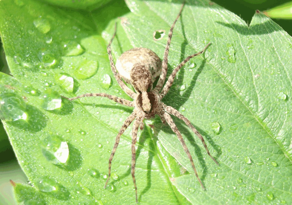 Pardosa_lugubris-1.jpg