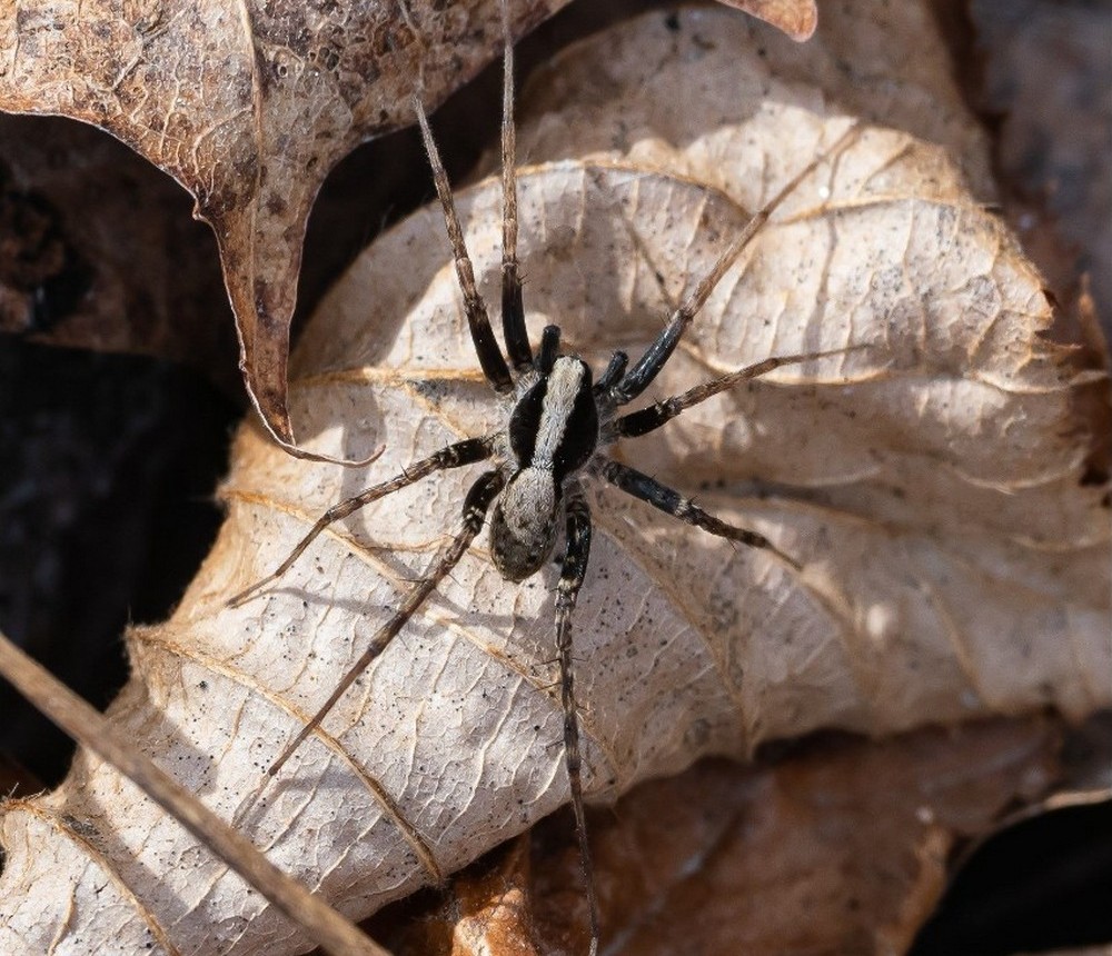 Pardosa_lugubris-2.jpg