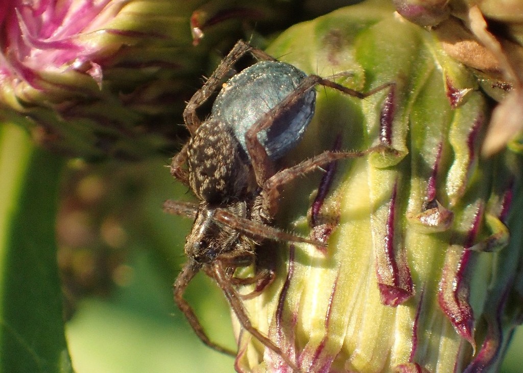 Pardosa_lugubris-3.jpg