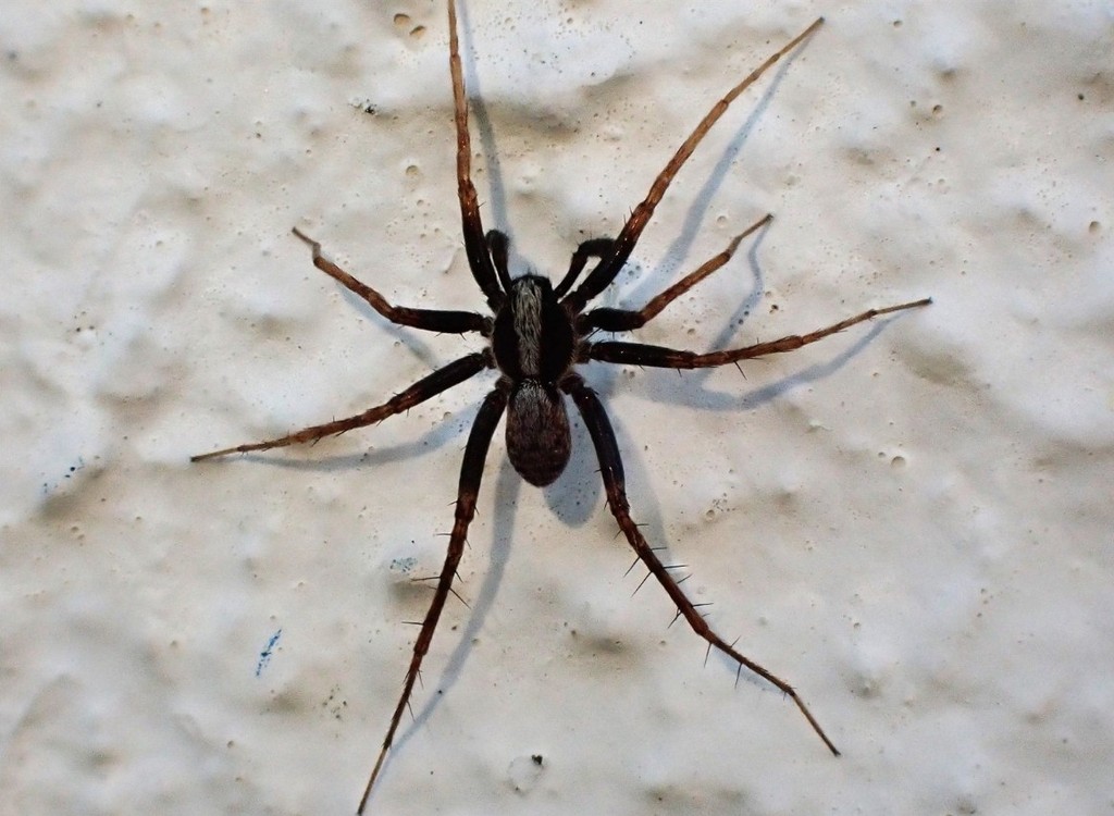 Pardosa_lugubris-5.jpg