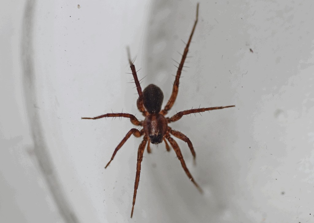 Pardosa_maisa-1.jpg